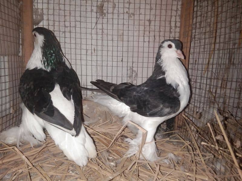 Sherazi Pigeons 3