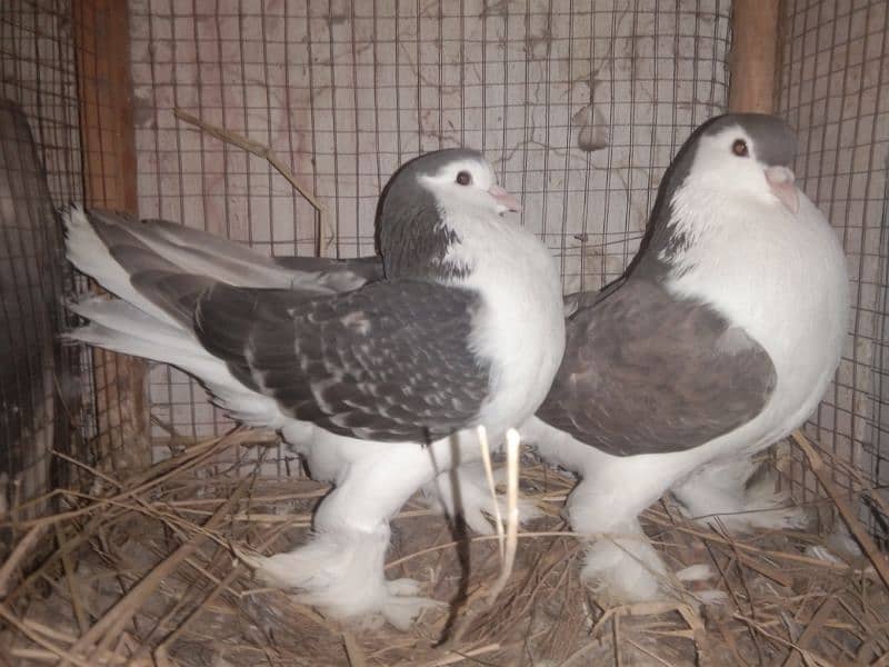 Sherazi Pigeons 4