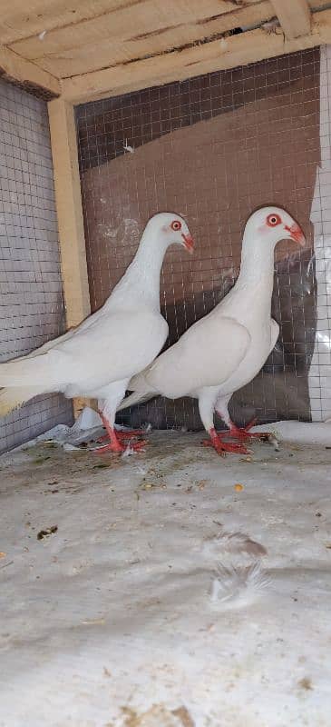 Danish Breedar Pair top Quality 0