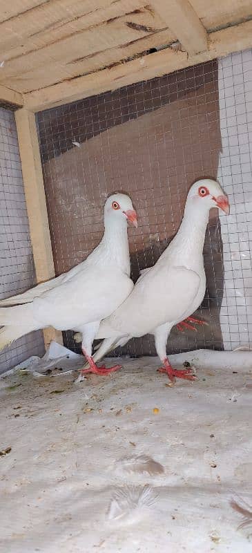 Danish Breedar Pair top Quality 1