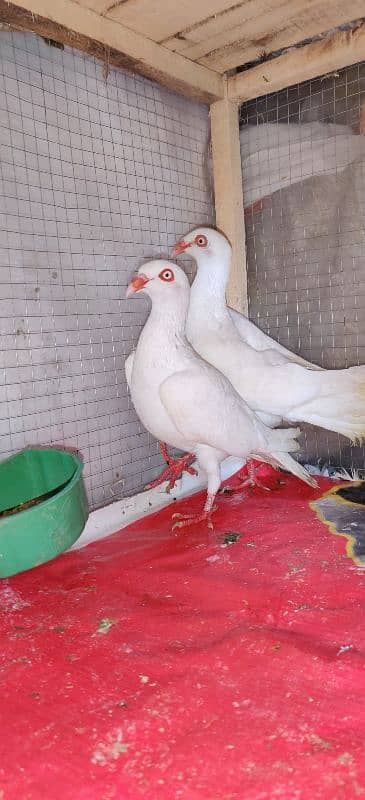 Danish Breedar Pair top Quality 2