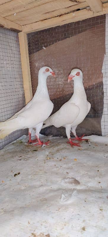 Danish Breedar Pair top Quality 3