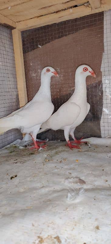 Danish Breedar Pair top Quality 4