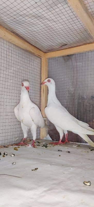 Danish Breedar Pair top Quality 5