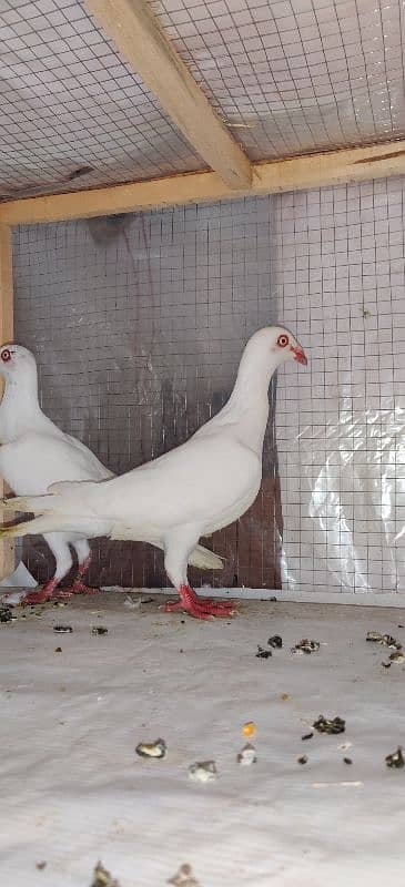 Danish Breedar Pair top Quality 6