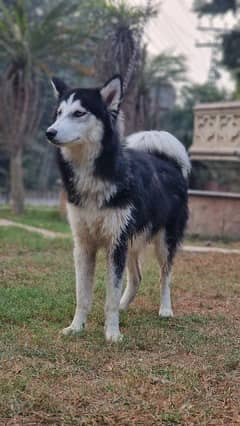 Siberian Husky Male for sale