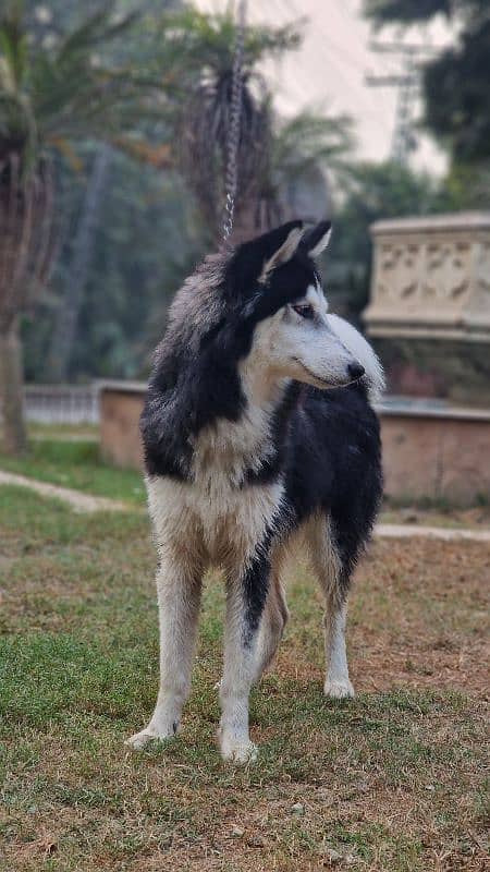 Siberian Husky Male for sale 1