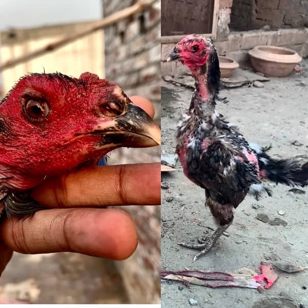 pakoya importit female for sale 03147542951 0