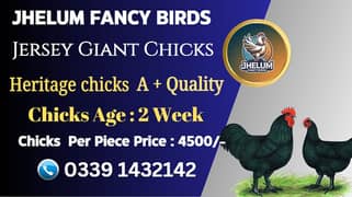 Ayam Cemani black tongue | Heritage chicks |australorp | Jersey giant