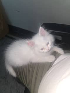 white color kitten for sale