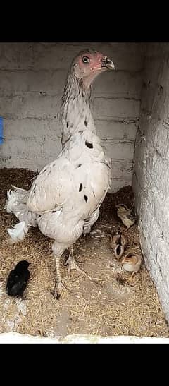 Sleete chicks ,Miawali aseel murgi, starter Desi hen