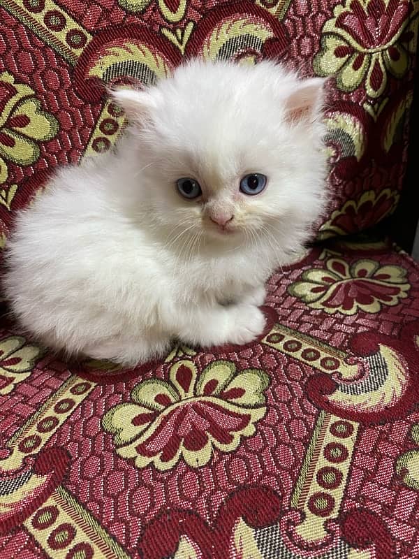 cat baby for sale 2