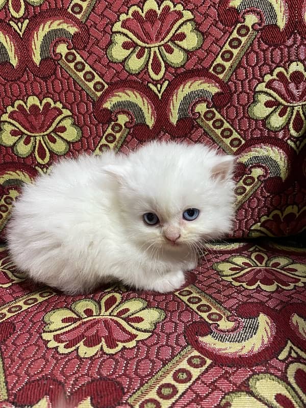 cat baby for sale 3