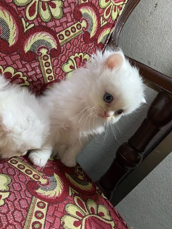 cat baby for sale 6