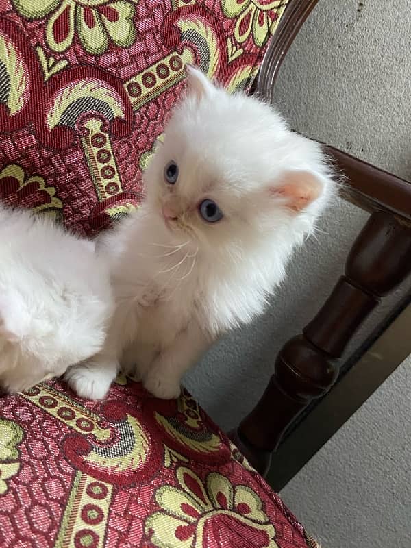 cat baby for sale 7