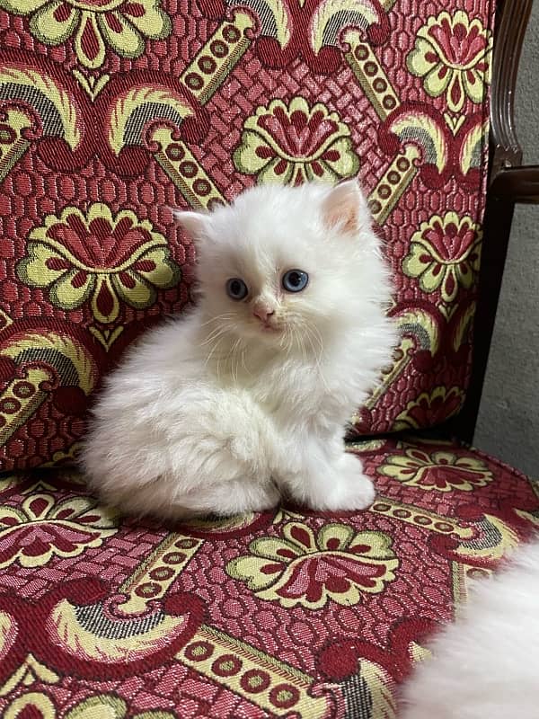 cat baby for sale 9