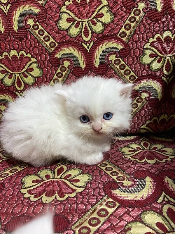 cat baby for sale 12