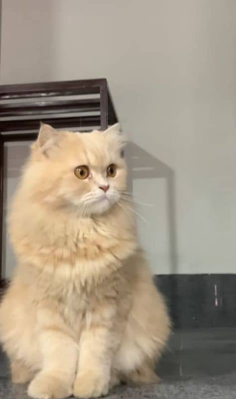 Persian Cat For Sale 1