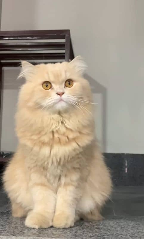 Persian Cat For Sale 2