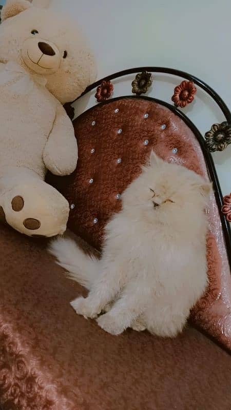 Persian Cat For Sale 3