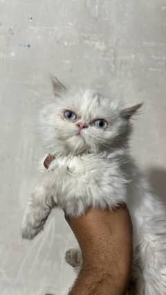 blue Eyes white female persian kitten