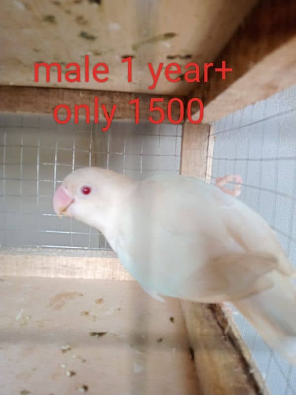 Albino red eye or split red eye available 1