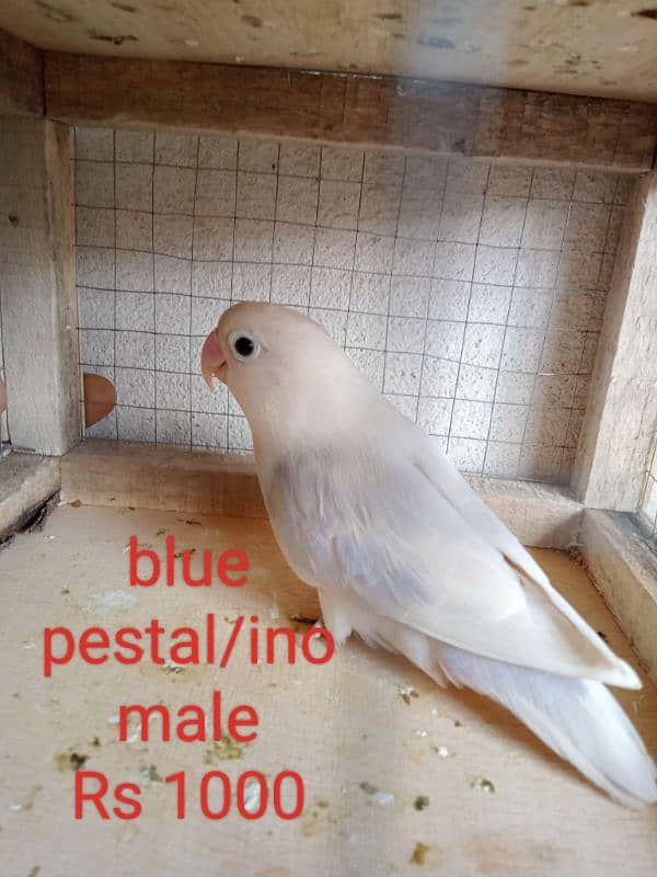 Albino red eye or split red eye available 2