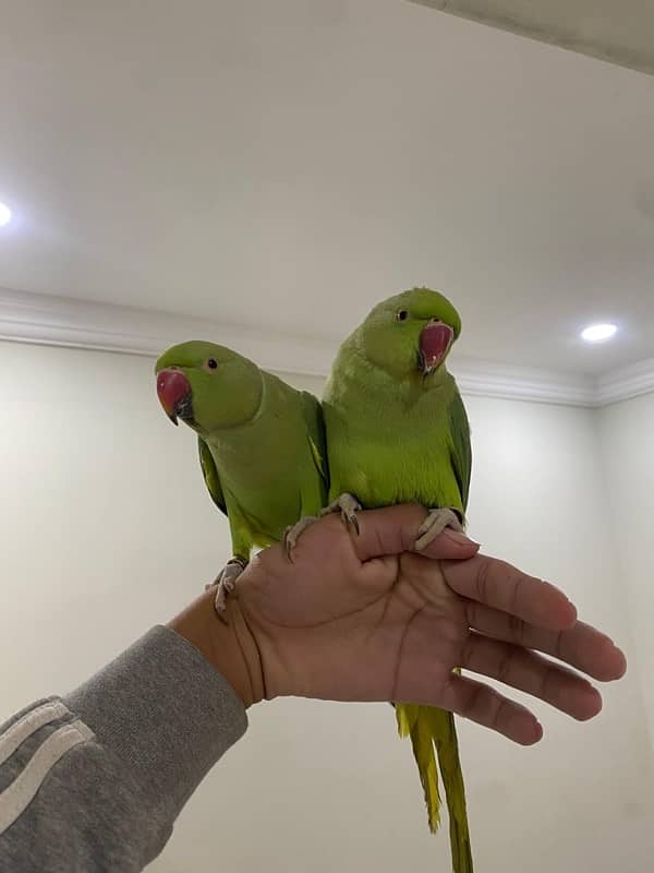 Ringneck pair talking 0