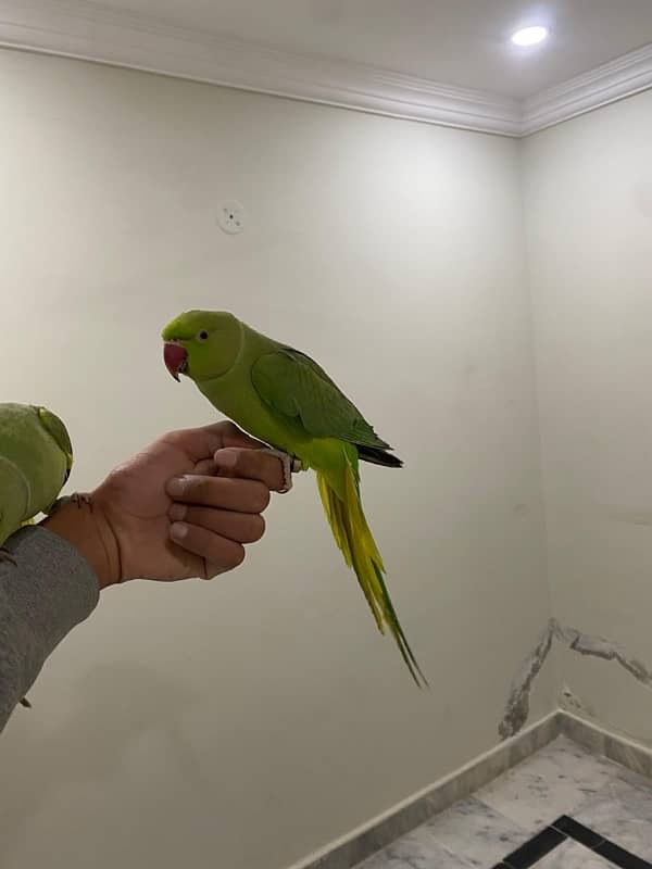 Ringneck pair talking 1