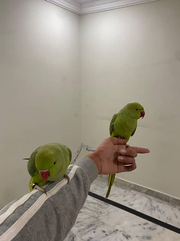 Ringneck pair talking 2