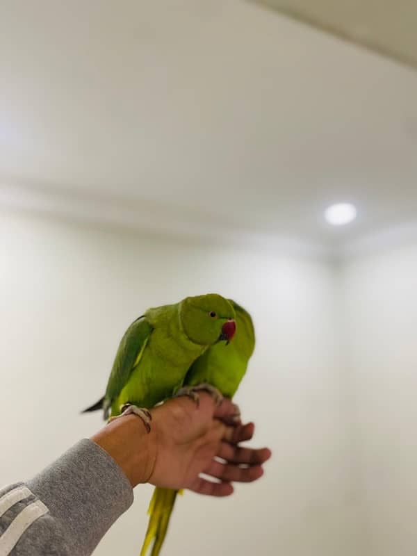 Ringneck pair talking 3