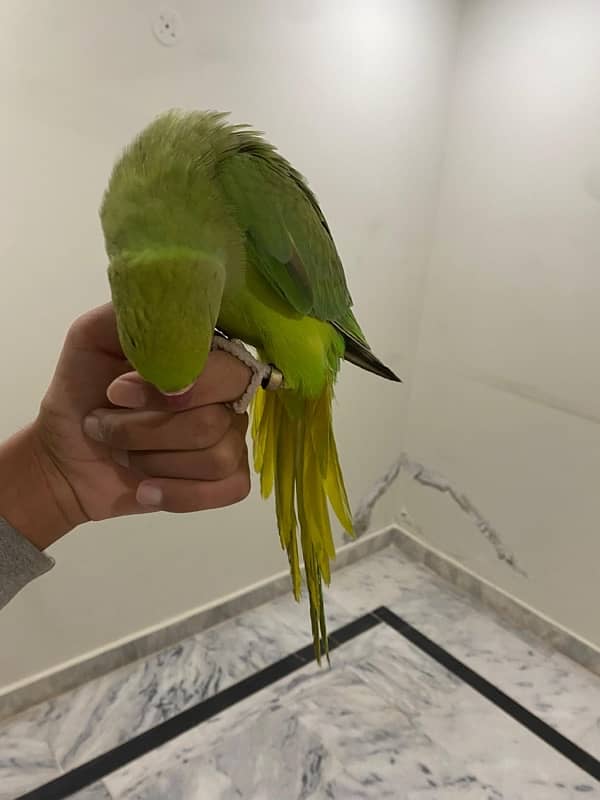 Ringneck pair talking 4