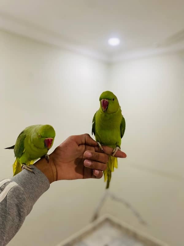 Ringneck pair talking 5