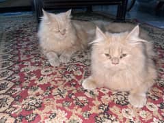 doll face persian cat pair