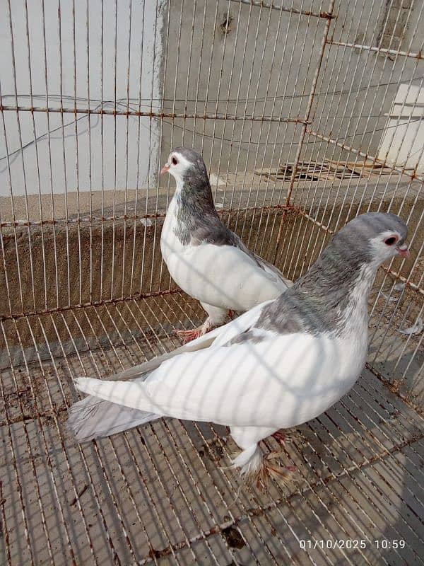 Silver Sherazi - Breeding Pairs 2