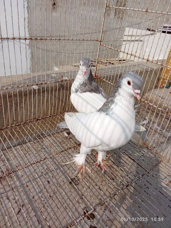 Silver Sherazi - Breeding Pairs 3