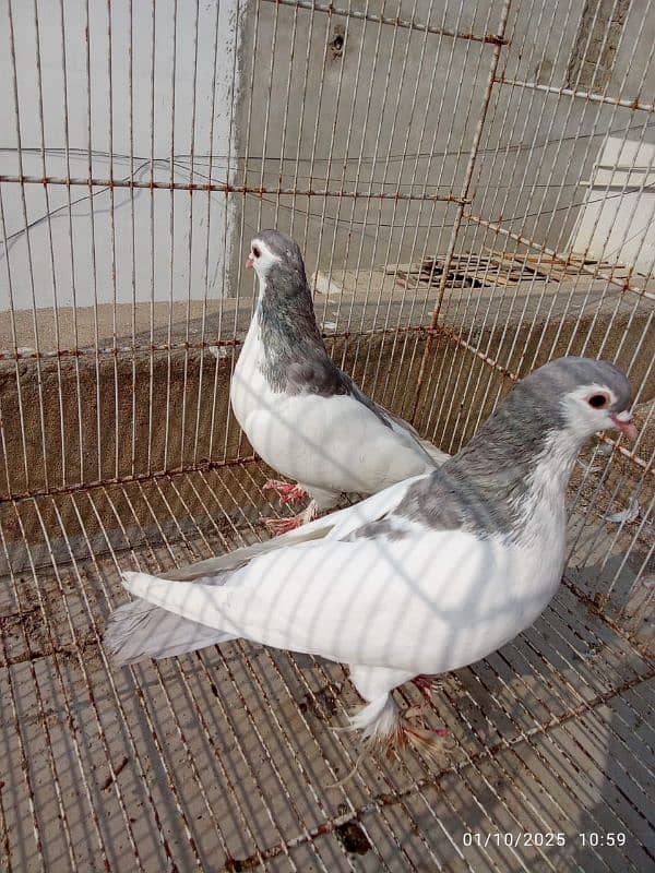 Silver Sherazi - Breeding Pairs 4