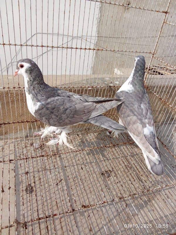 Silver Sherazi - Breeding Pairs 5