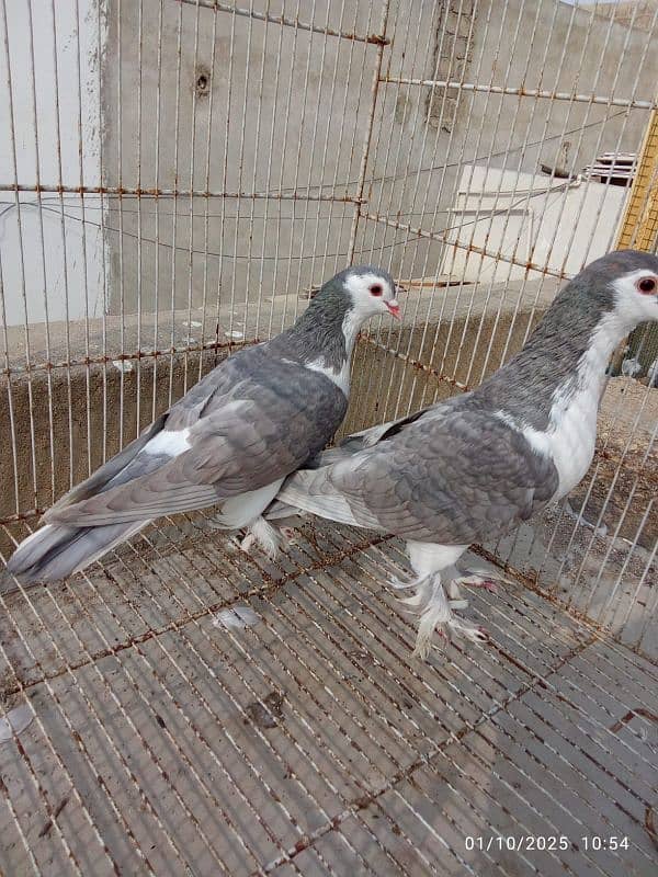 Silver Sherazi - Breeding Pairs 6