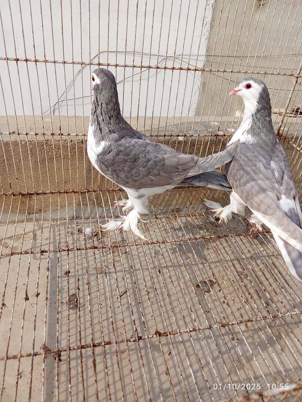 Silver Sherazi - Breeding Pairs 7