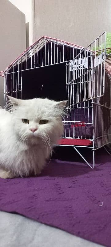 name molly, well trained, triple coated persian cat. 5