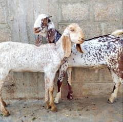 Pure Makha Cheene Male & Female