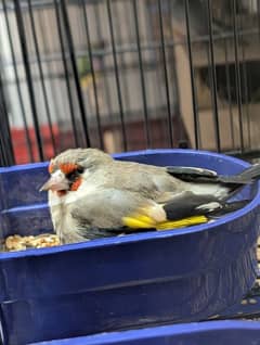 Different Finches Available (read add)