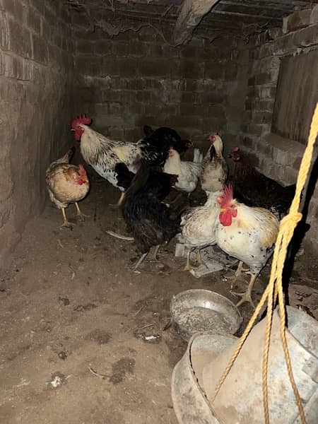 10 hens and 2 cock for sale call for deal 0