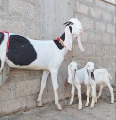 Pure Ablak Bakri with 2 kids