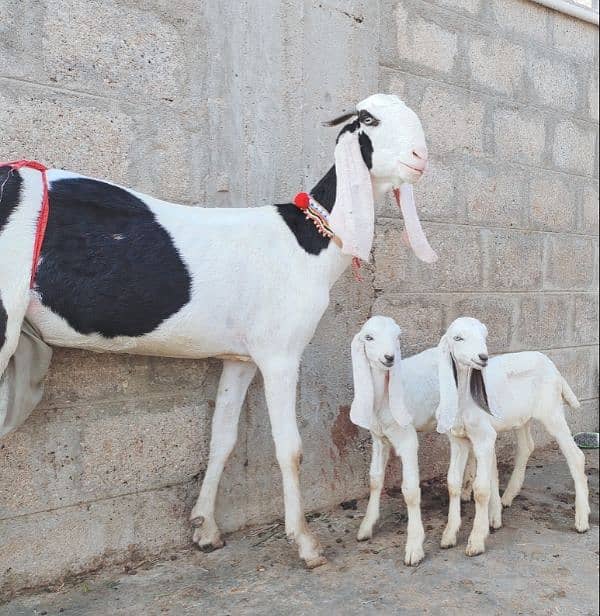 Pure Ablak Bakri with 2 kids 0