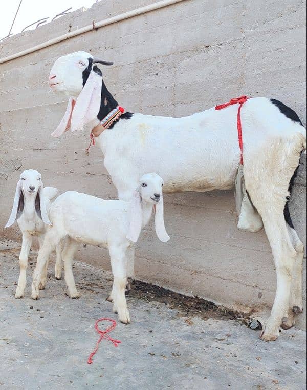 Pure Ablak Bakri with 2 kids 3