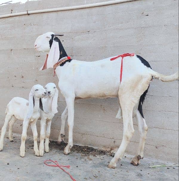 Pure Ablak Bakri with 2 kids 4