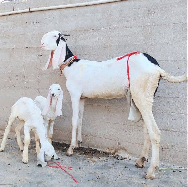 Pure Ablak Bakri with 2 kids 5