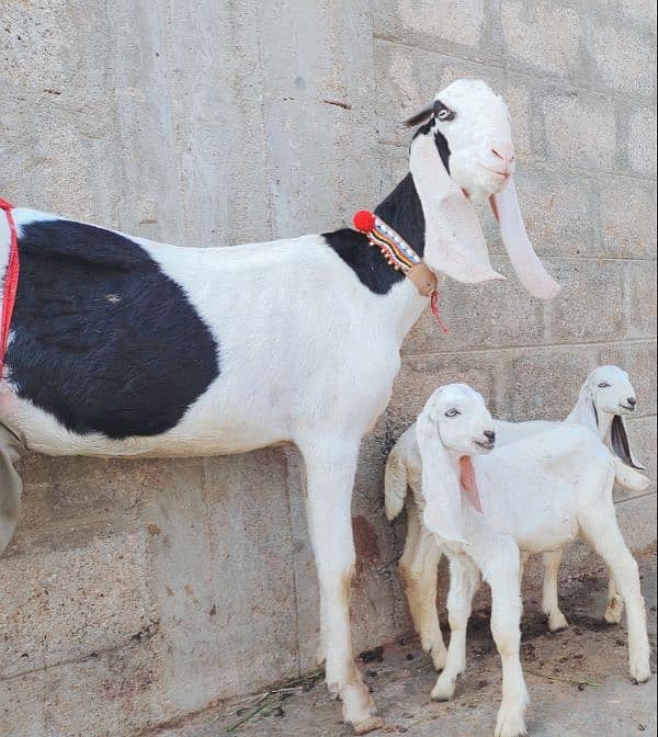 Pure Ablak Bakri with 2 kids 6